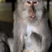 monkey_macaque_balinese_mf_ubud_v_0492_bal0494.jpg